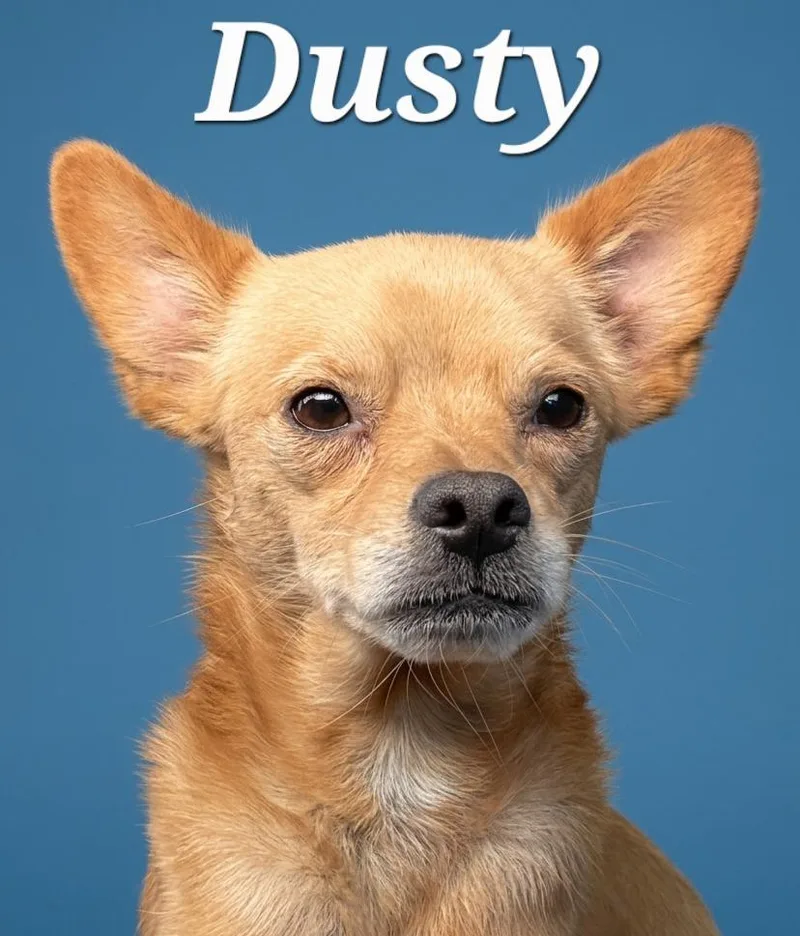 An adult small-sized male Chihuahua dog named Dusty for adoption in Rutherfordton, NC