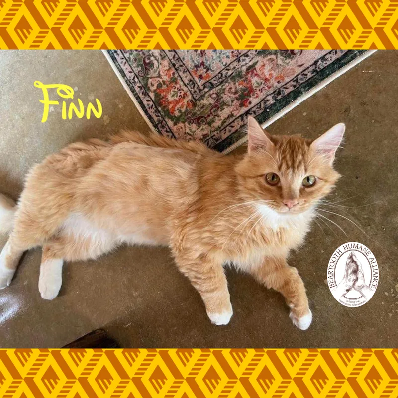 Finn