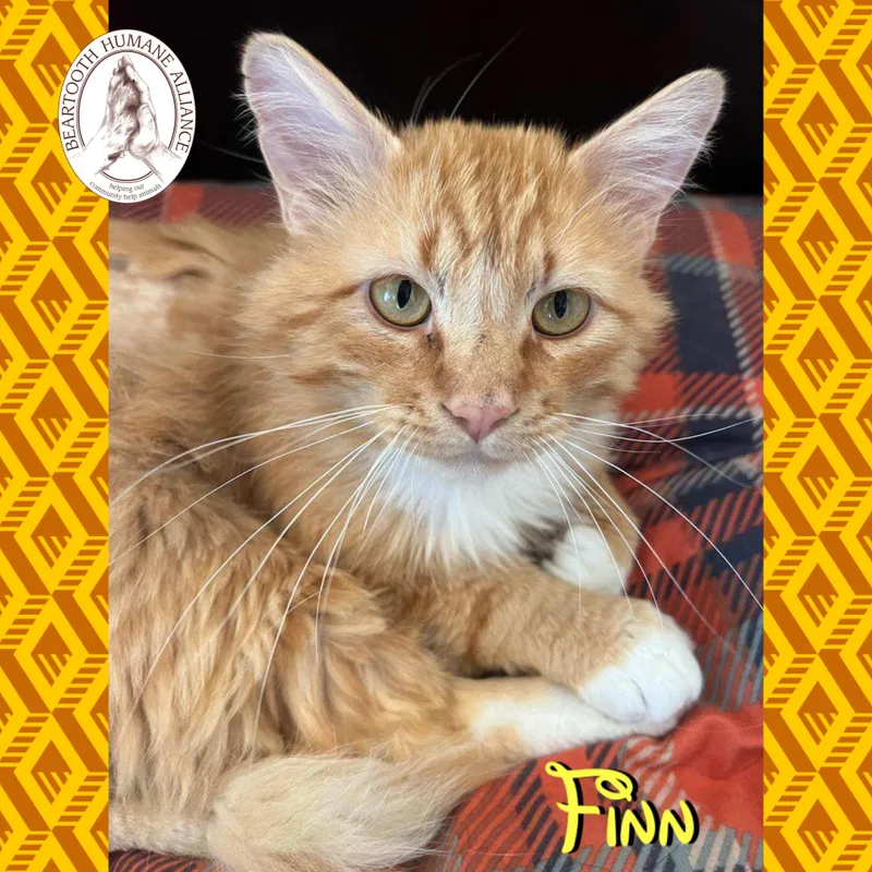 Finn thumbnail 3