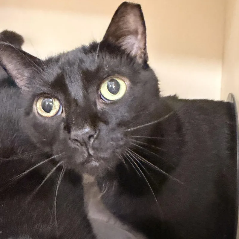 A senior small-sized male Domestic Short Hair cat named Raphael for adoption in Newark, DE