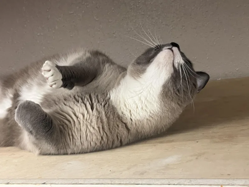 “knuckles” The Big Boy thumbnail 2