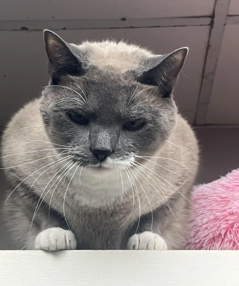 “knuckles” The Big Boy