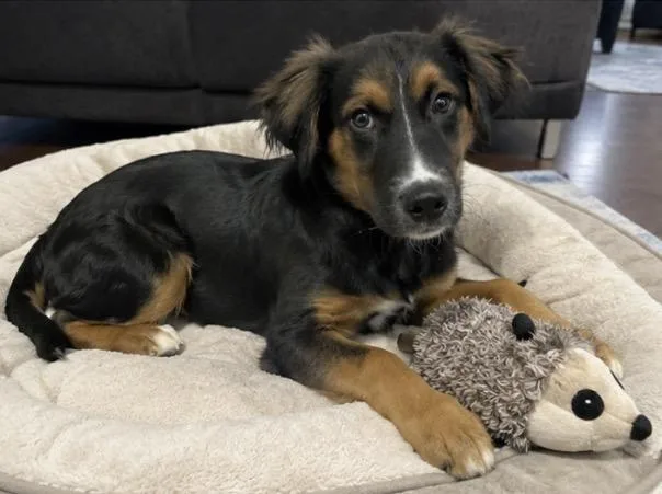 A baby medium-sized male Australian Shepherd dog named Charlie Brown for adoption in Corona, CA