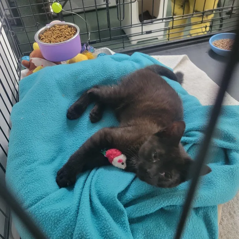 A baby medium-sized male Black Domestic Short Hair cat named Finn for adoption in Jessup, MD