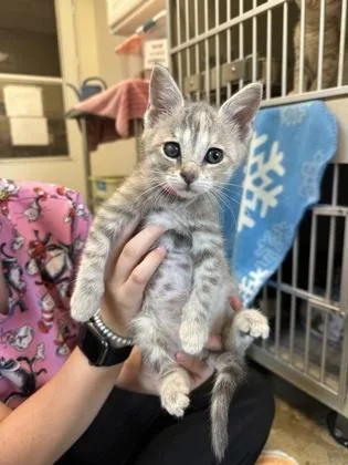 A young small-sized female Domestic Short Hair cat named Jellyfish for adoption in King William, VA