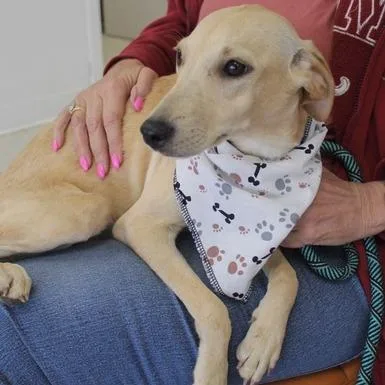 A young small-sized female Labrador Retriever dog named May for adoption in Birmingham, AL