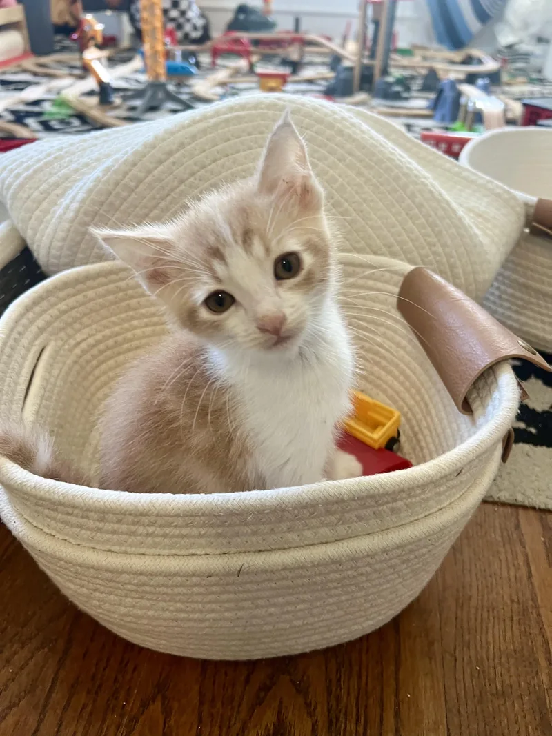 A baby medium-sized male Orange & White Domestic Short Hair cat named Hermione for adoption in San Diego, CA