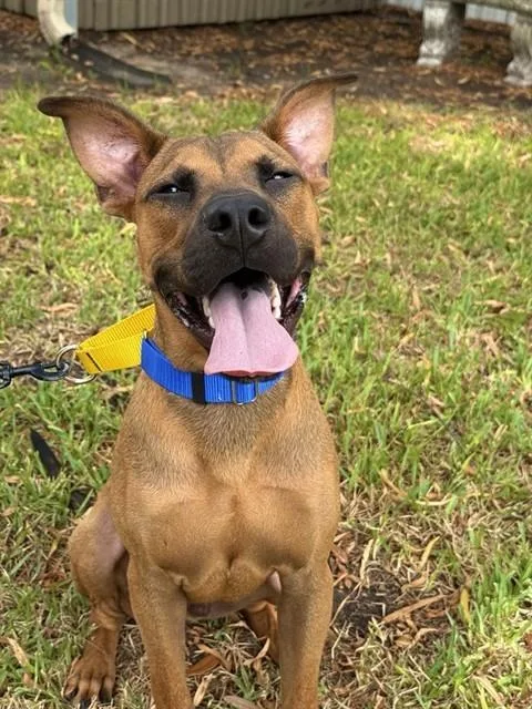 A young medium-sized male Black Mouth Cur dog named Arlo for adoption in Sugar Land, TX