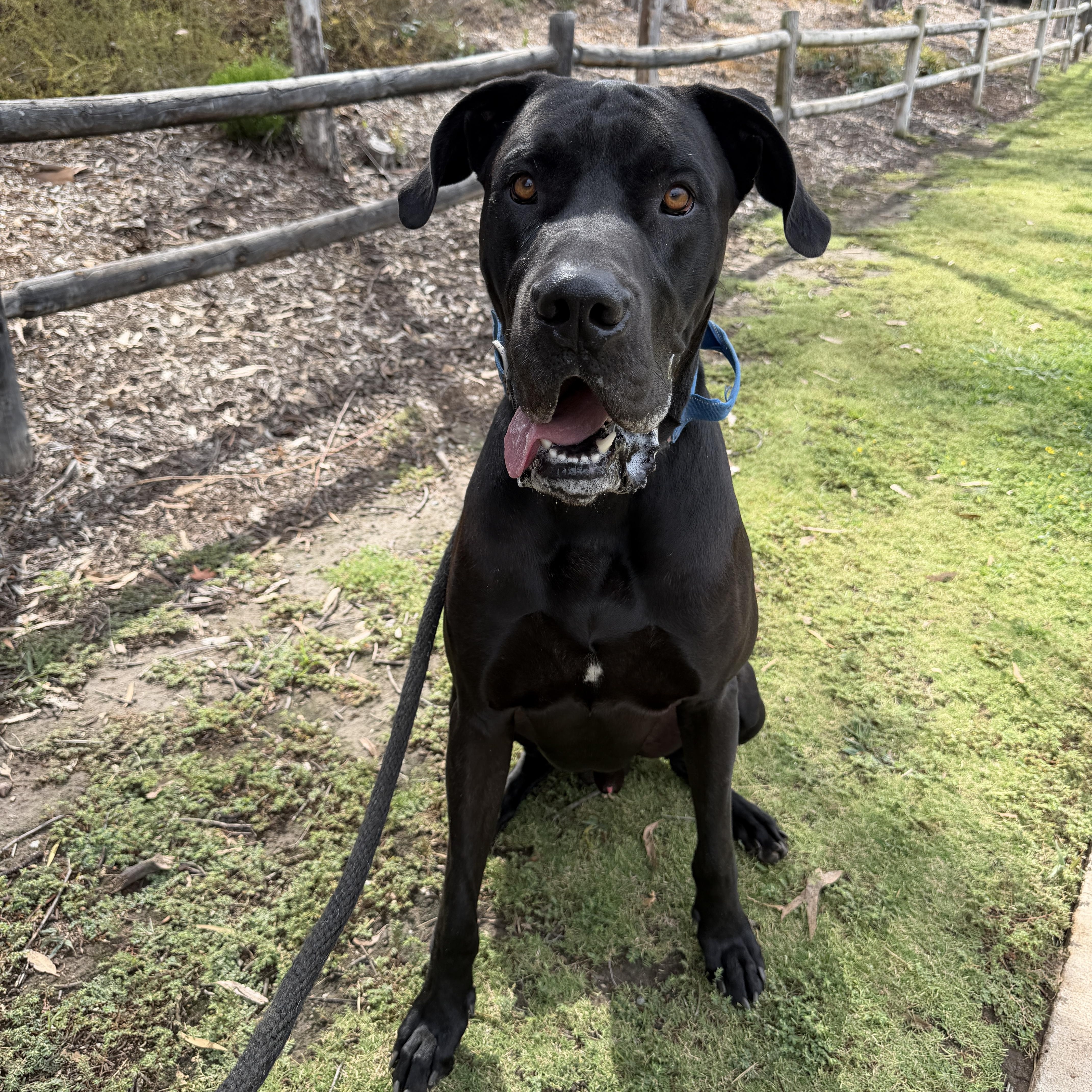 A young extra large-sized male Great Dane dog named Hades for adoption in San Diego, CA