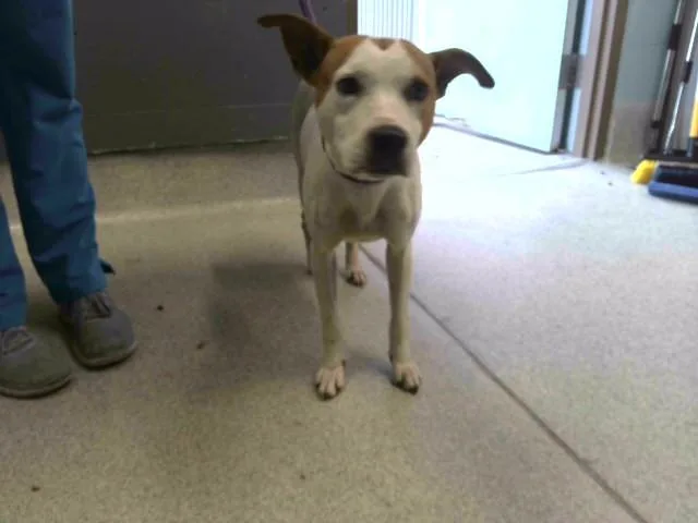 An adult medium-sized female Pit Bull Terrier dog named Alice for adoption in Tallahassee, FL