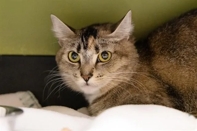 A young small-sized female Domestic Short Hair cat named Bambi for adoption in Phoenix, AZ