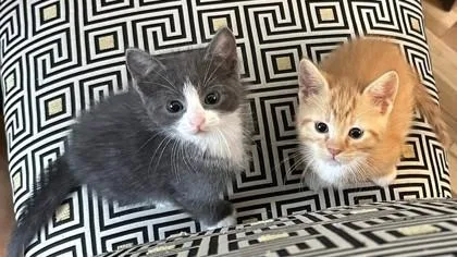 A baby small-sized male Orange / Red Domestic Short Hair cat named Corn Dog for adoption in Kansas City, MO