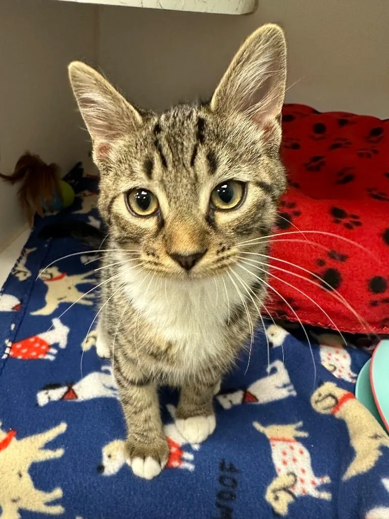 A baby small-sized male Domestic Short Hair cat named Dustin for adoption in Johnson City, TN