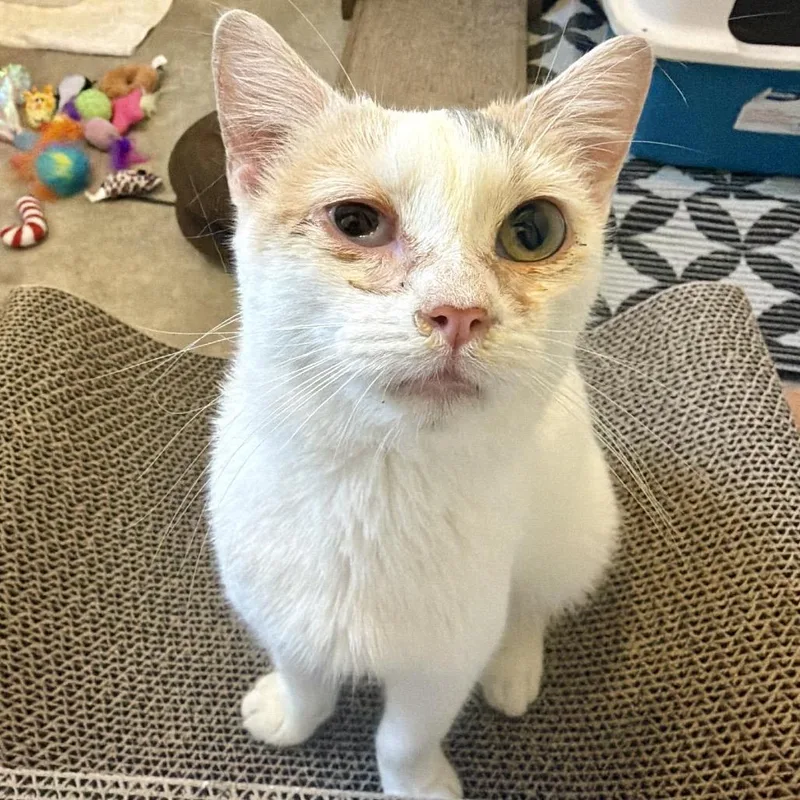 A young small-sized female Orange / Red Domestic Short Hair cat named Cari for adoption in Buffalo, MN