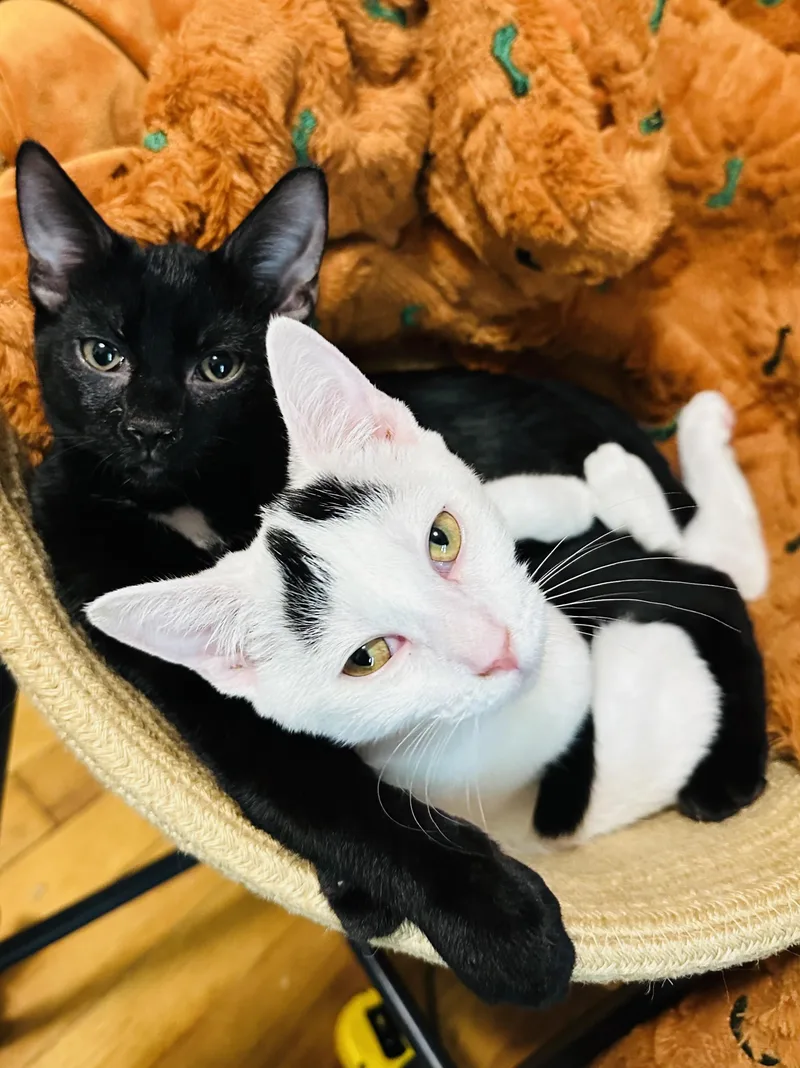 A baby medium-sized female Black Domestic Short Hair cat named Purrrfect Maddie and Carey for adoption in Burlington, NC