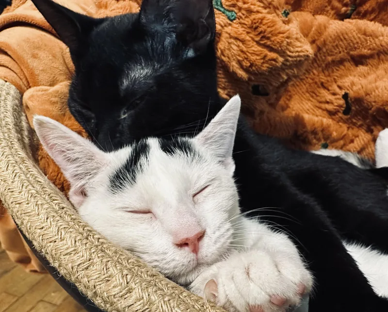 Purrrfect Maddie and Carey thumbnail 2