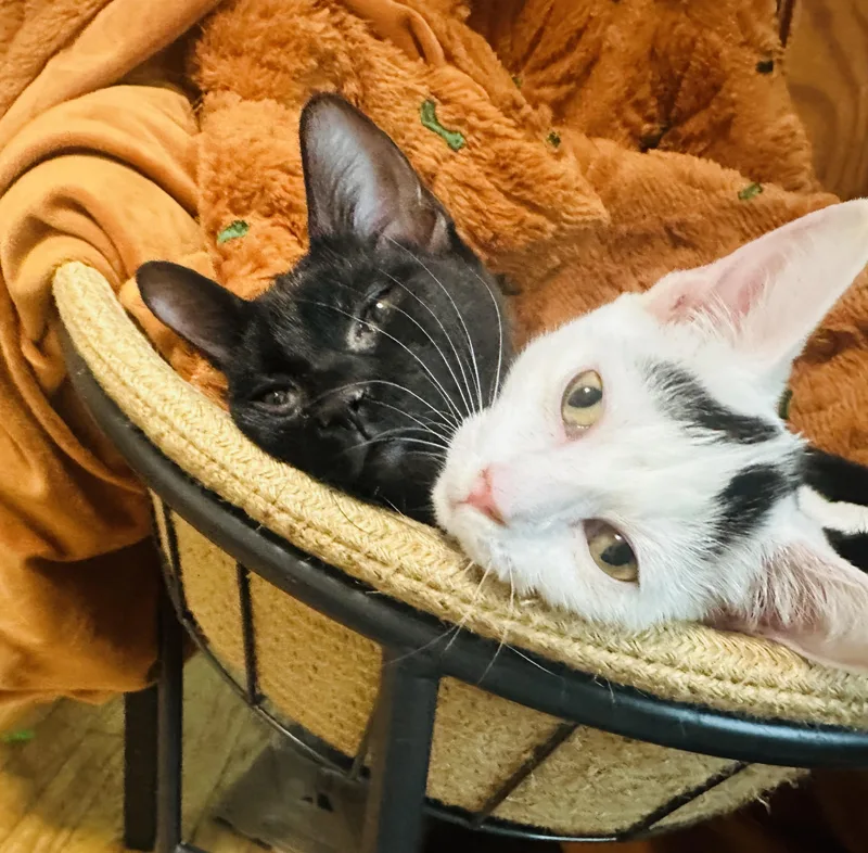 Purrrfect Maddie and Carey thumbnail 3