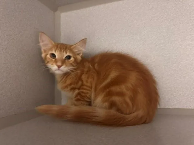A baby small-sized male Domestic Short Hair cat named Achilles for adoption in Fairfield, CA