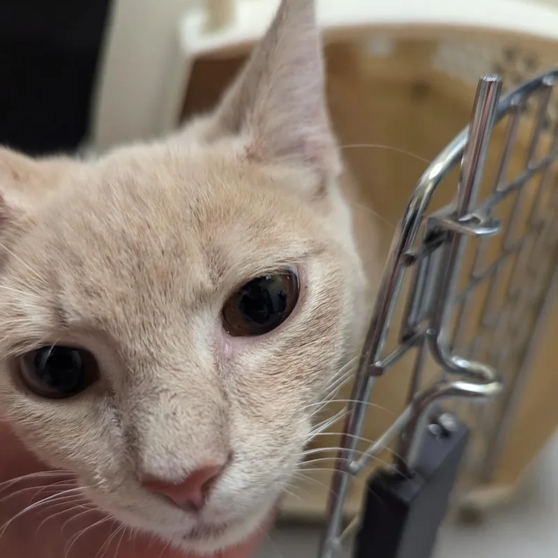 A young small-sized male Orange / Red Domestic Short Hair cat named Flerken for adoption in Charlottesville, VA