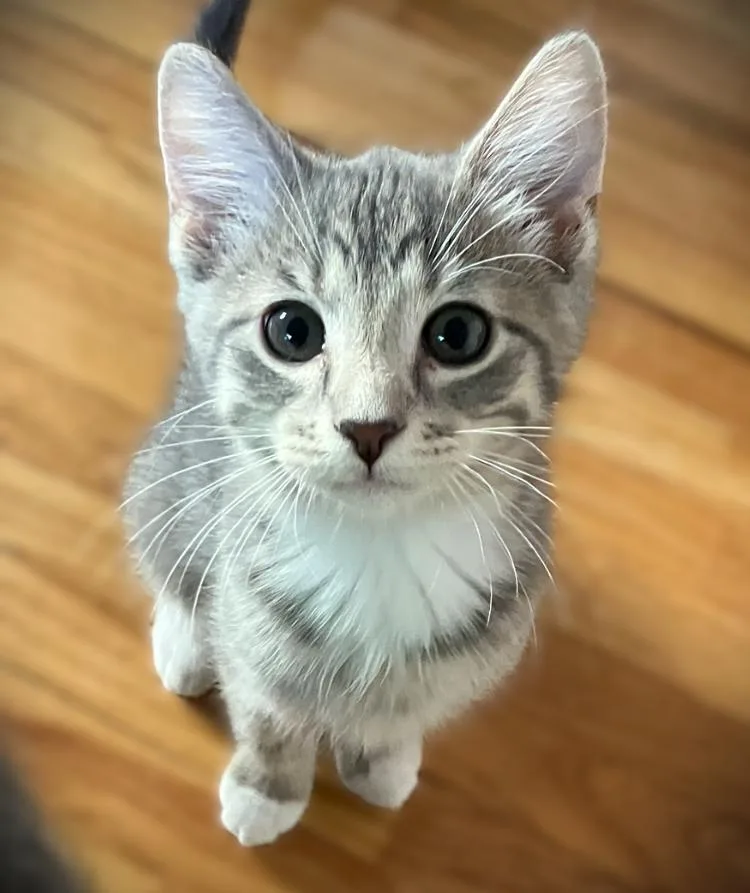 A baby small-sized female Tabby (Gray / Blue / Silver) Domestic Short Hair cat named Elsa for adoption in Mankato, MN