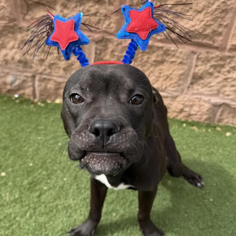 An adult small-sized male Black Pit Bull Terrier dog named Oogie Boogie for adoption in Las Vegas, NV