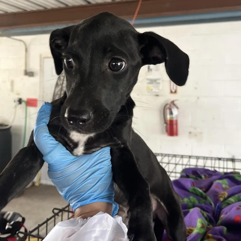 A baby small-sized male Black Labrador Retriever dog named Lamborghini for adoption in Edinburg, TX