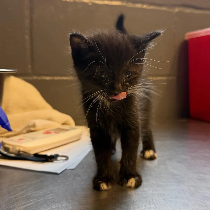 A baby small-sized male Black Domestic Short Hair cat named Tuscstray for adoption in Tuscaloosa, AL