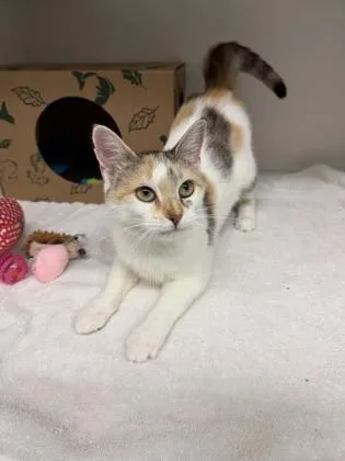 An adult small-sized female White Domestic Short Hair cat named Lemonade for adoption in Harbor Springs, MI