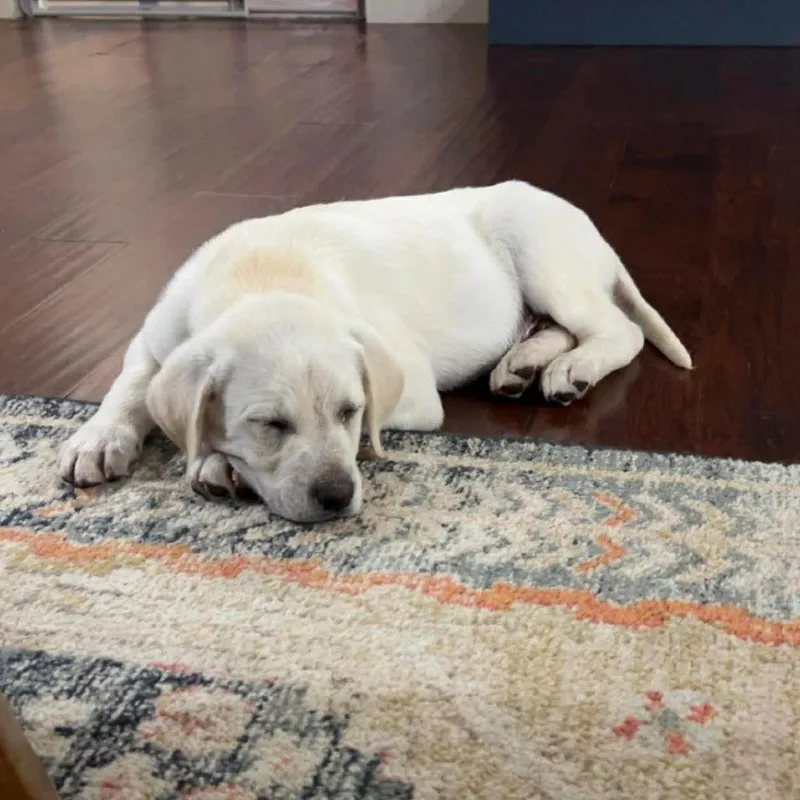 A baby medium-sized male Yellow / Tan / Blond / Fawn Labrador Retriever dog named Falcon for adoption in Jackson, MO