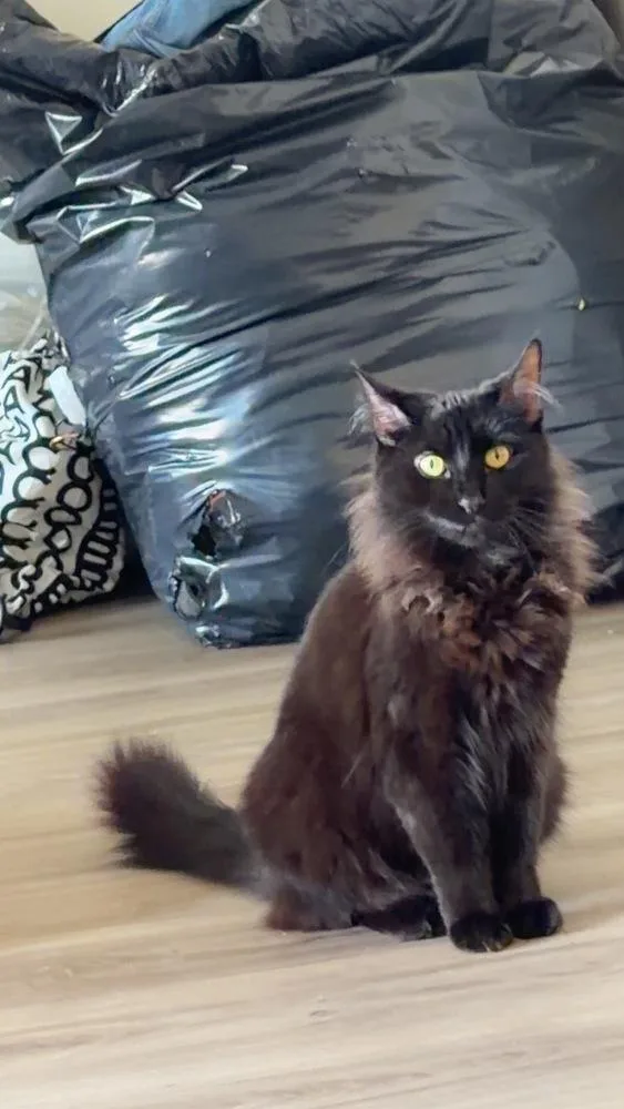 An adult medium-sized female Black Domestic Long Hair cat named Tootsie for adoption in Salisbury, NC