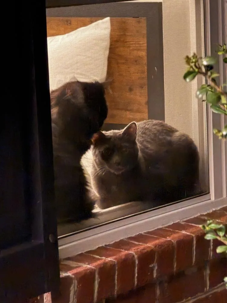 Tootsie thumbnail 5