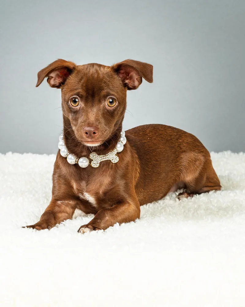 Emmie  Puppy thumbnail 2