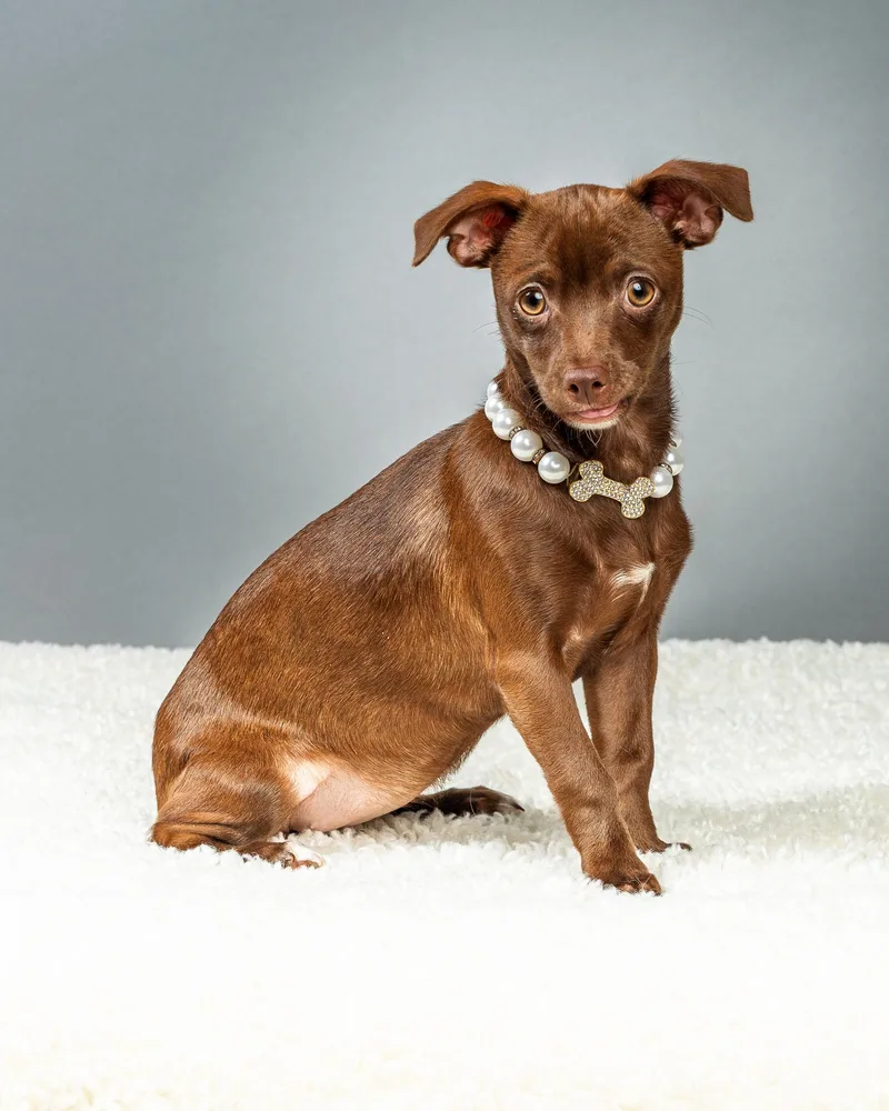 Emmie  Puppy thumbnail 4