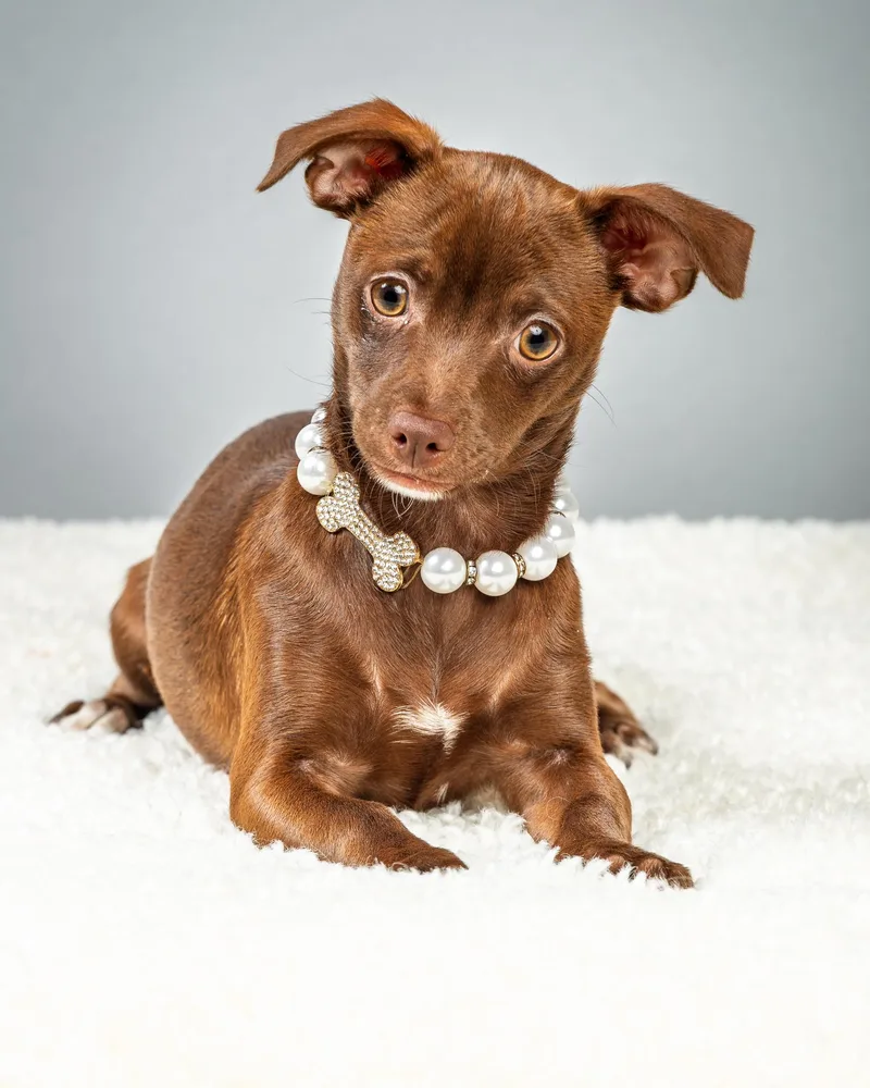 Emmie  Puppy thumbnail 6