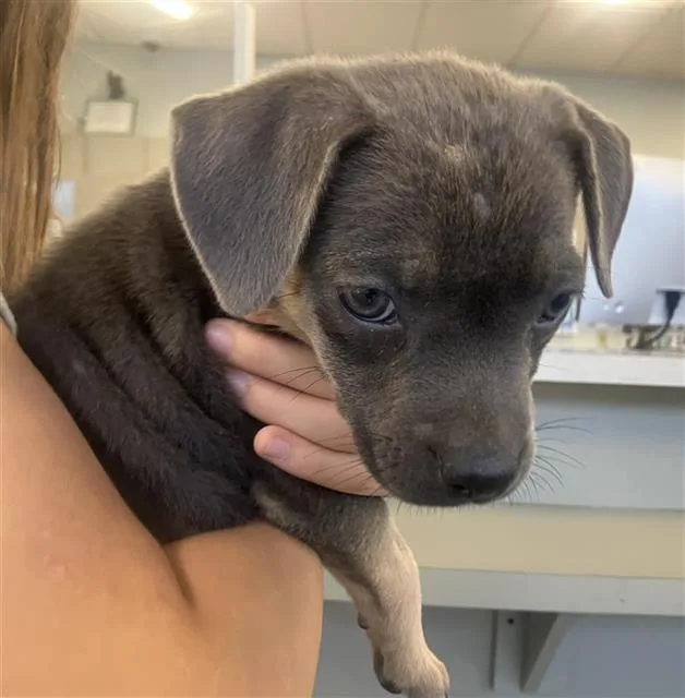 A baby small-sized female American Staffordshire Terrier dog named Roxy for adoption in San Antonio, TX