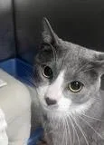 A young medium-sized male Gray & White Domestic Short Hair cat named Mowgli for adoption in Phoenix, AZ
