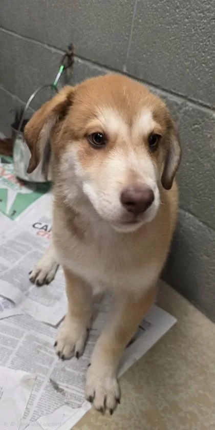 A young large-sized female Shepherd dog named Judy for adoption in Phoenix, AZ