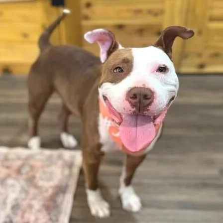Pixie Dixie The Kissy