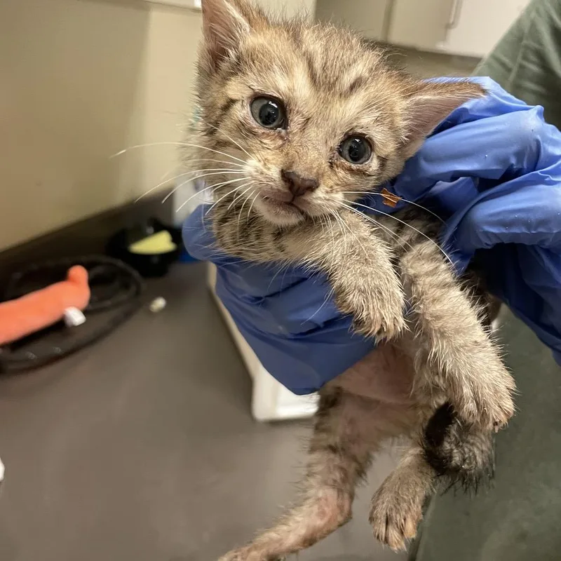 A baby small-sized male Brown / Chocolate Domestic Short Hair cat named Rocky for adoption in Columbus, GA