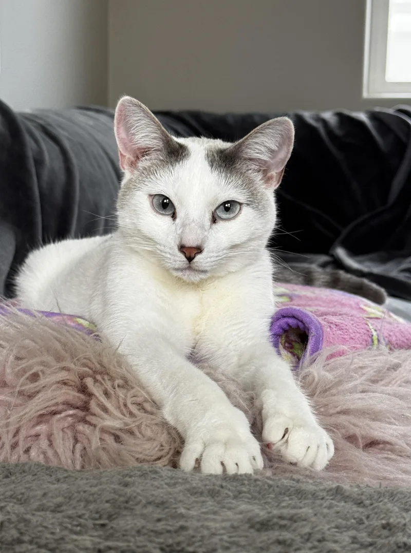 Periwinkle thumbnail 2