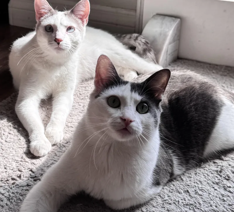 Periwinkle thumbnail 3