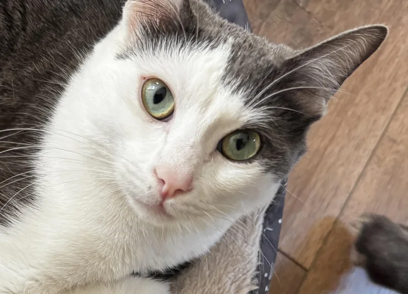 Periwinkle thumbnail 4