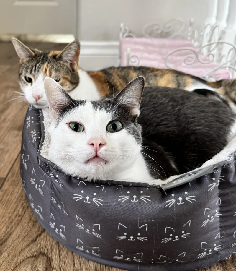 Periwinkle thumbnail 5