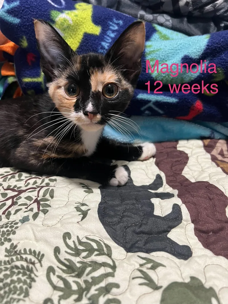 A baby small-sized female Calico Domestic Short Hair cat named Magnolia for adoption in Davisburg, MI