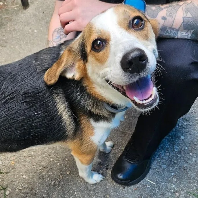 A young medium-sized male Tricolor (Brown, Black, & White) Beagle dog named Bagel for adoption in Windsor, CT