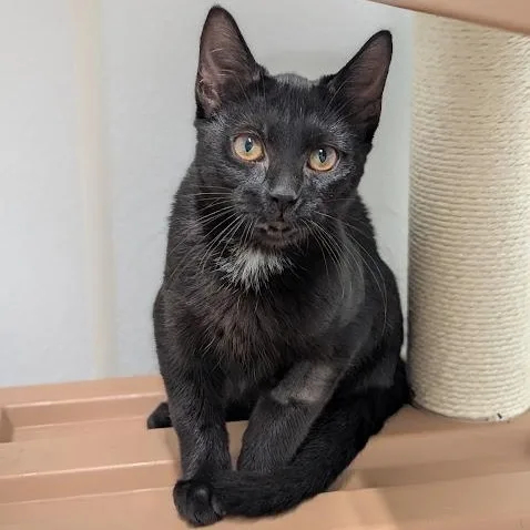A baby medium-sized female Black Domestic Short Hair cat named Java for adoption in Waynesville, NC