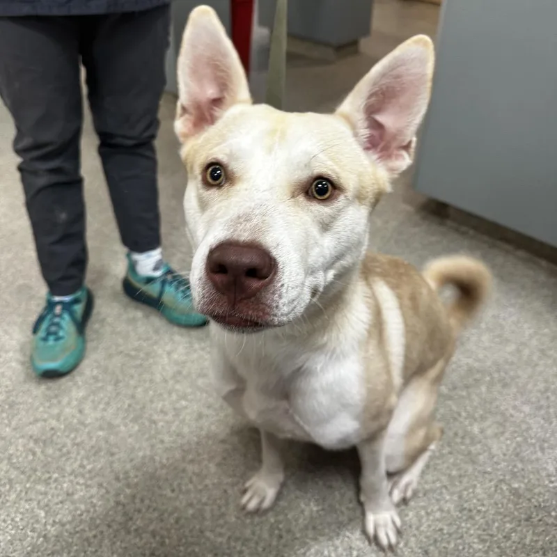 An adult medium-sized male Yellow / Tan / Blond / Fawn Mixed Breed dog named January for adoption in Jacksonville, FL
