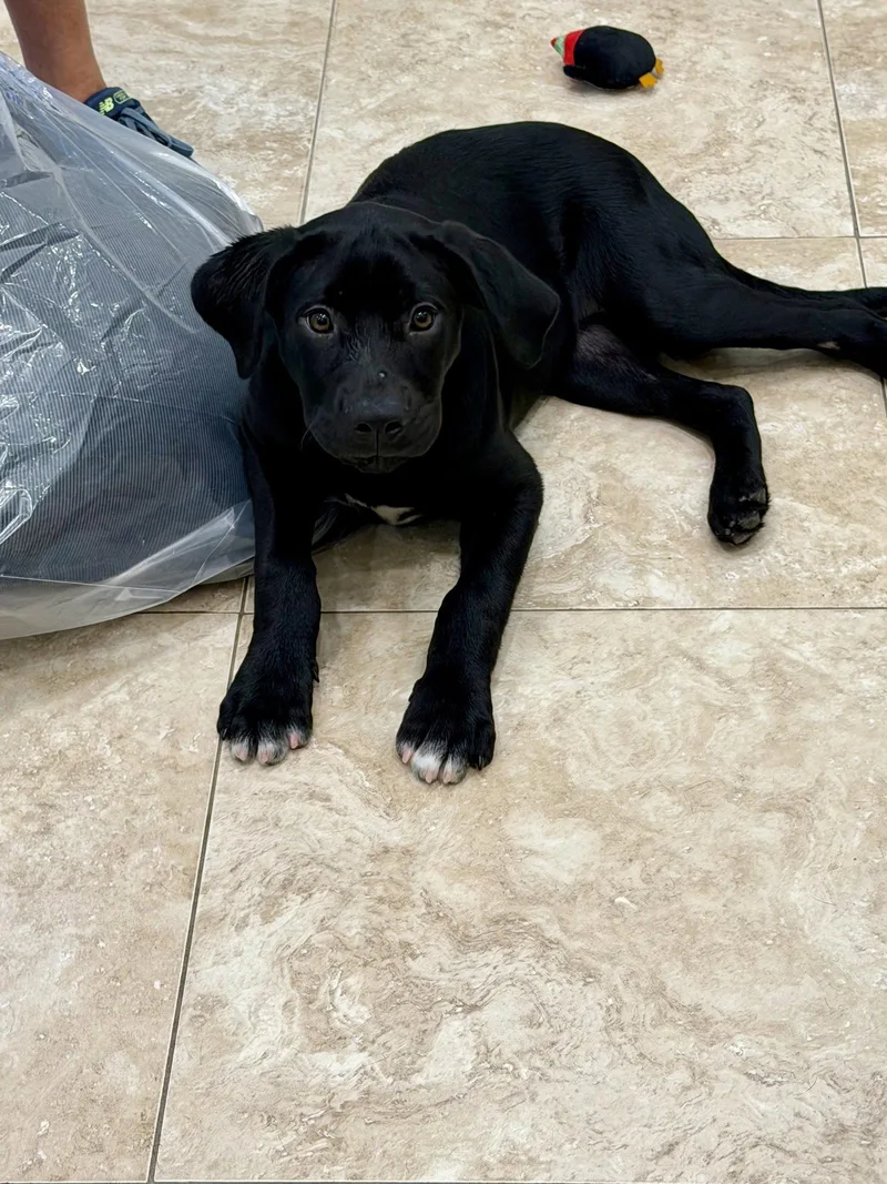 A young large-sized male Labrador Retriever dog named Rigby for adoption in Hilton Head Island, SC