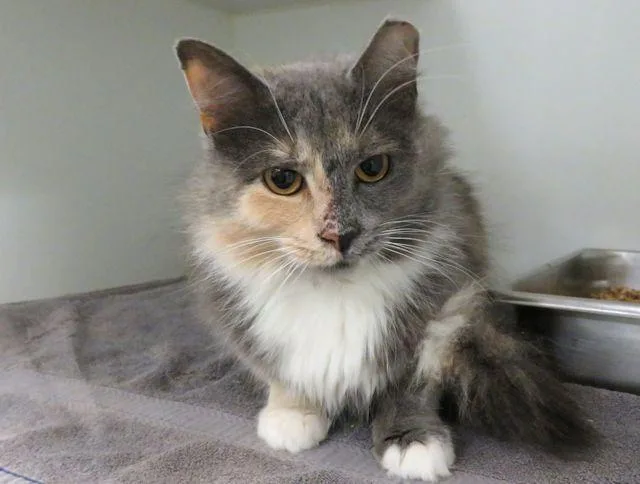 An adult small-sized female Domestic Medium Hair cat named A for adoption in Oklahoma City, OK