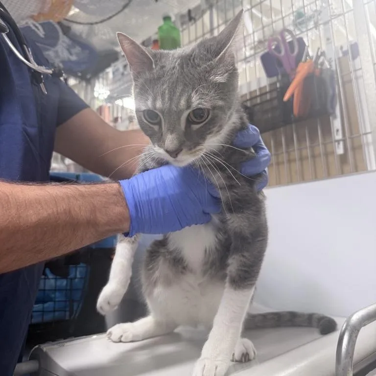 An adult medium-sized male Gray / Blue / Silver Domestic Short Hair cat named Garrett for adoption in New York, NY